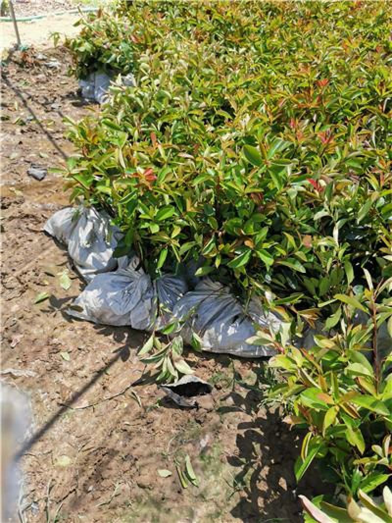红叶石楠，山东青州货源，大量有货，基地直发
