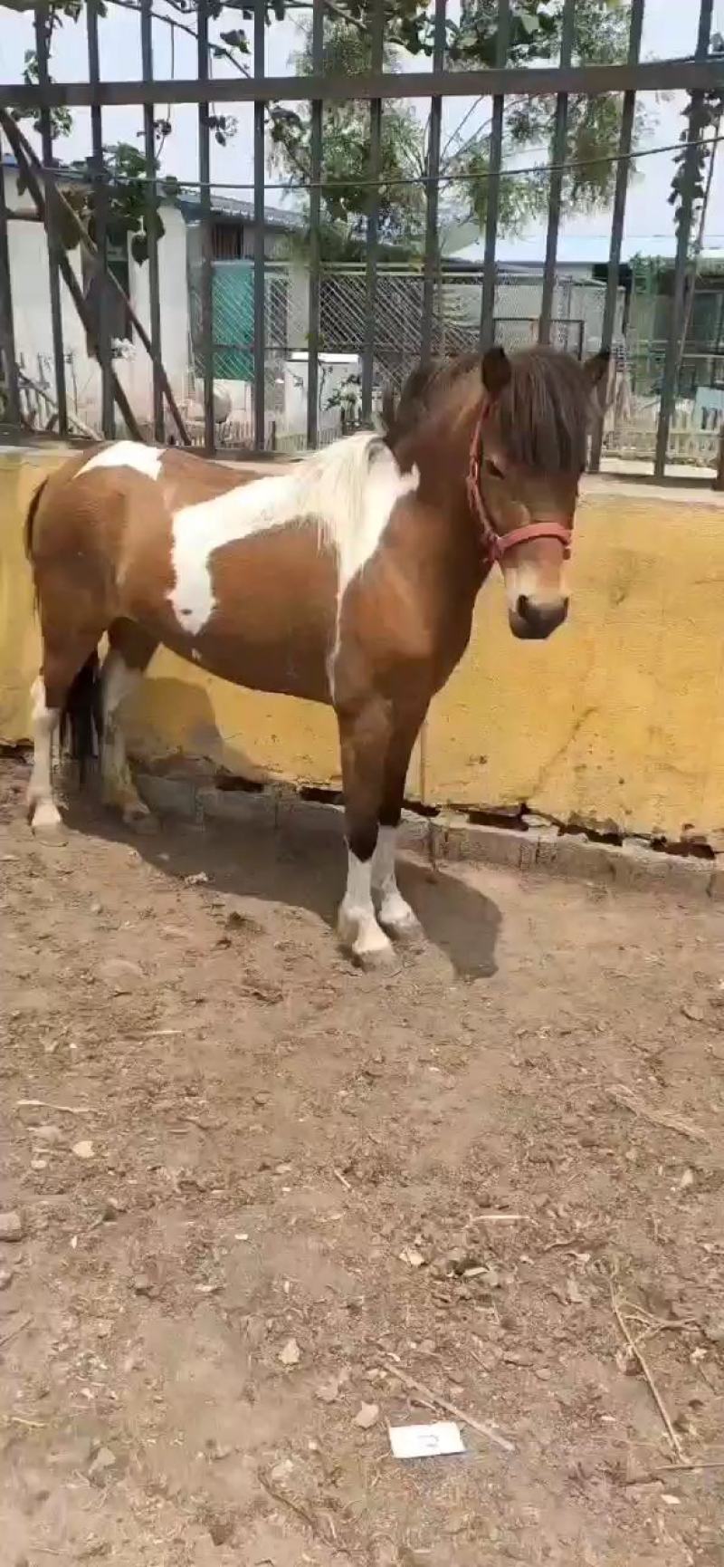 矮马观赏矮马迷你矮马德保矮马乘骑马景区矮马