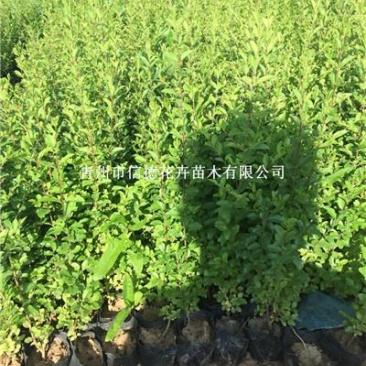 绿叶水蜡，盆栽苗，大量有货，一手货源，大量有货，基地直发
