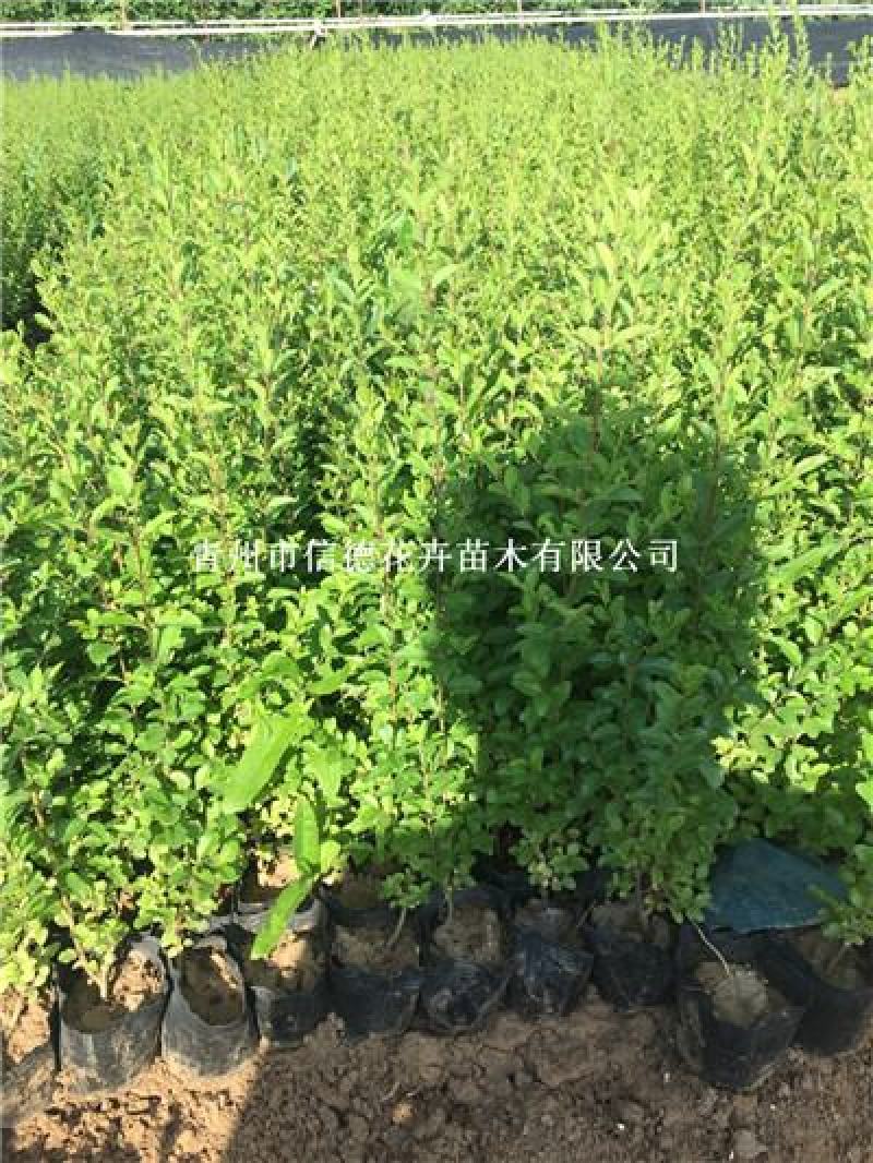 绿叶水蜡，盆栽苗，大量有货，一手货源，大量有货，基地直发