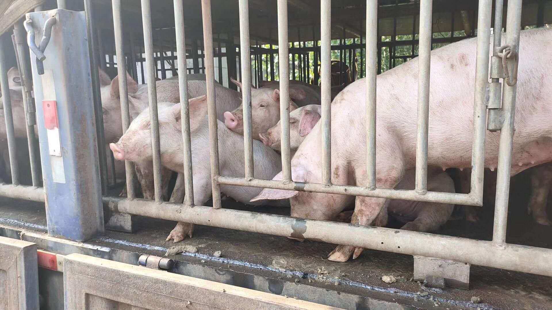 一辆运输车正在装载三元仔猪,准备发往各地养殖场 三元仔猪运输场景