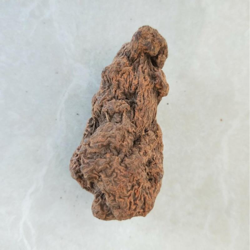朱砂参朱砂莲朱砂根货好量大产地直售