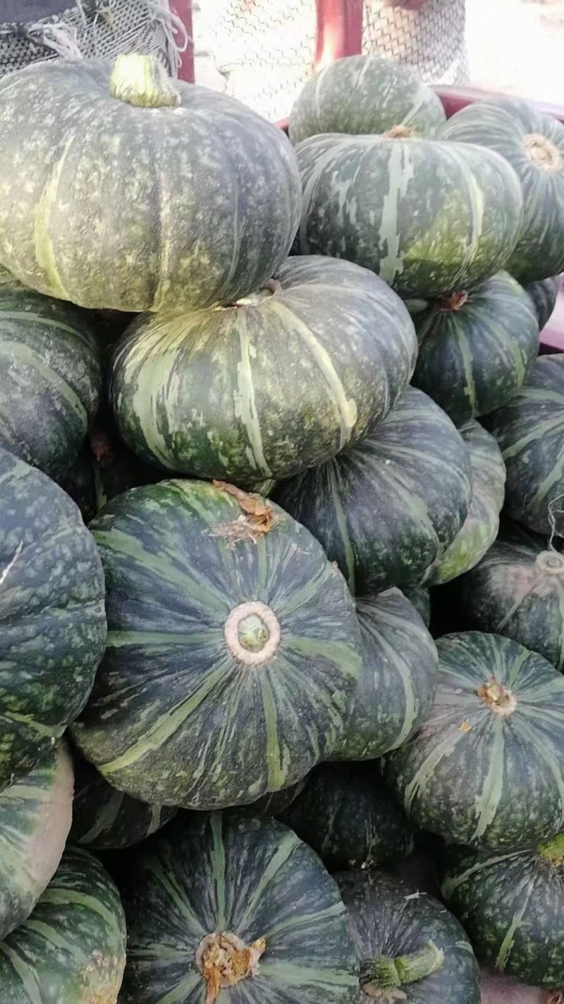 绿禾菜业基地大量供应（市场货、电商货）精品板栗南瓜
