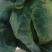 甘蓝圆白菜。大量下货