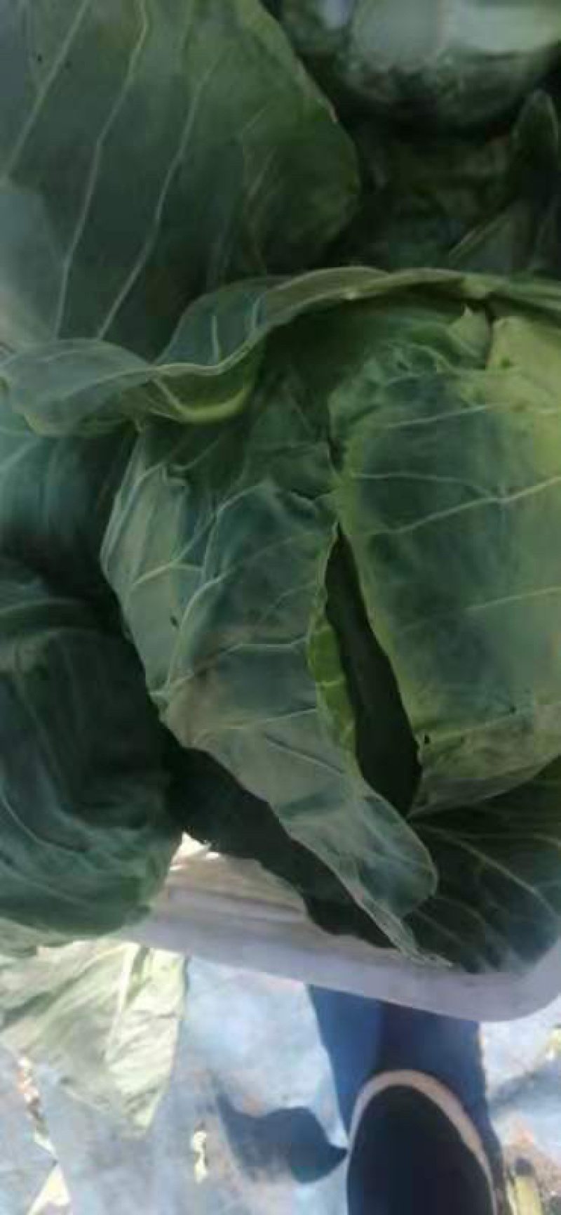 甘蓝圆白菜。大量下货