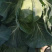 甘蓝圆白菜。大量下货