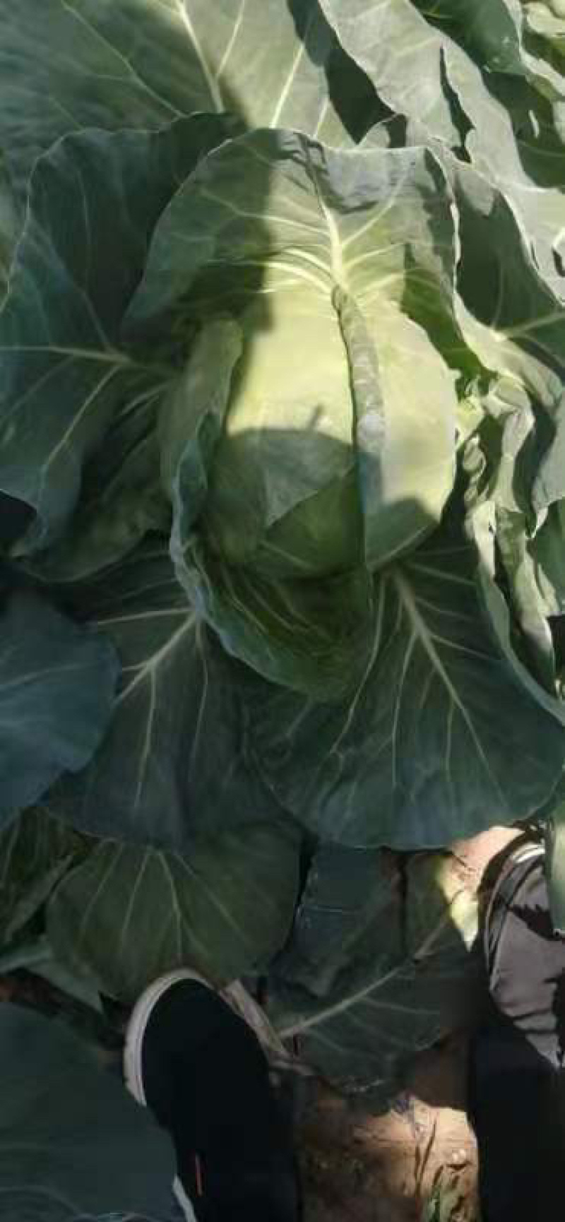 甘蓝圆白菜。大量下货