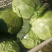 甘蓝圆白菜。大量下货