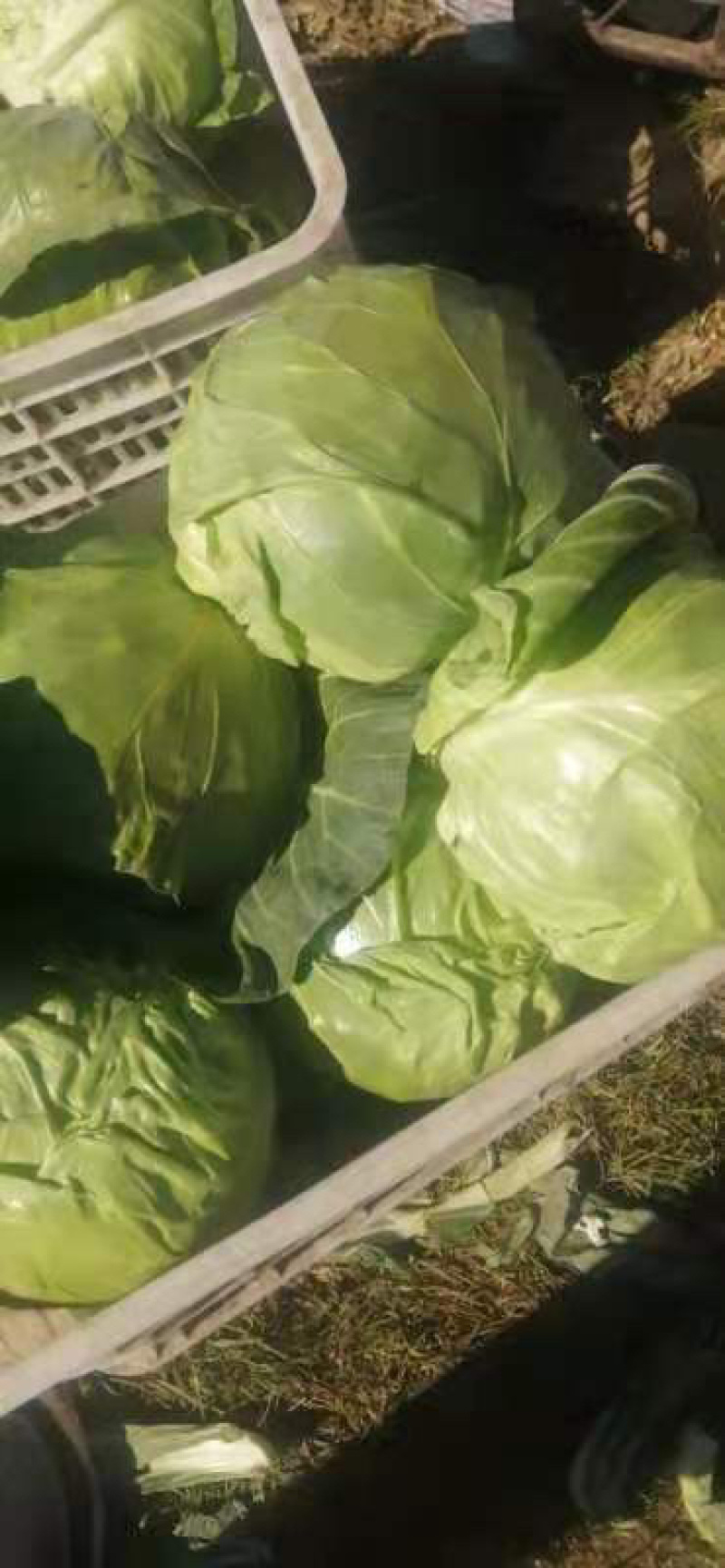甘蓝圆白菜。大量下货