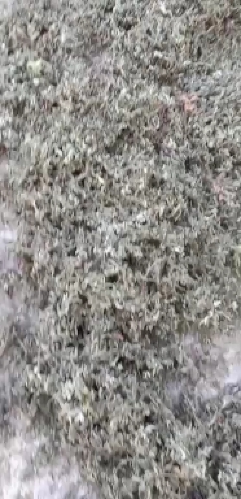 野生小叶干艾草