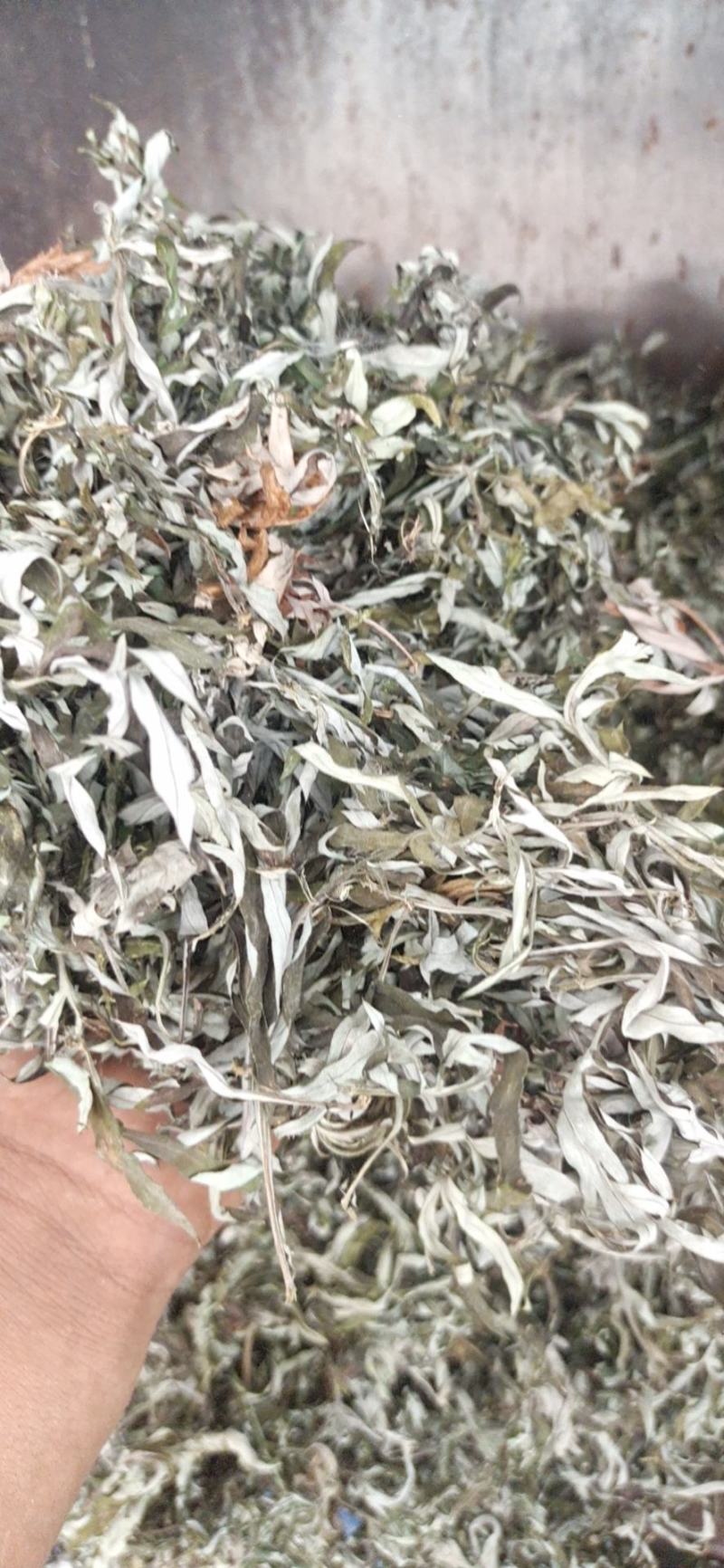 野生小叶干艾草