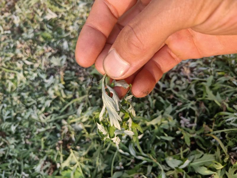 野生小叶干艾草