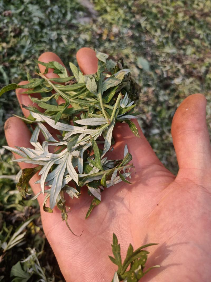 野生小叶干艾草