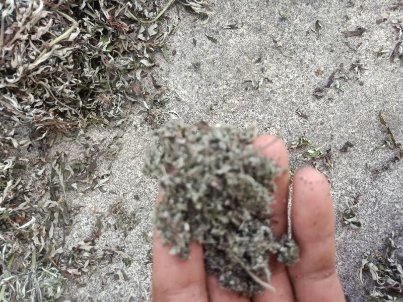 野生小叶干艾草