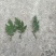 野生小叶干艾草