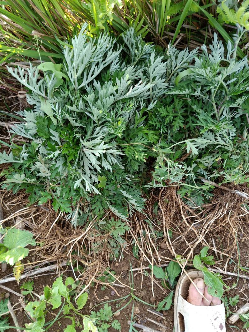 野生小叶干艾草