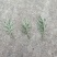 野生小叶干艾草