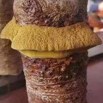 （大棚栽培）桑树桑黄菌包，正宗桑黄菌种回头客高