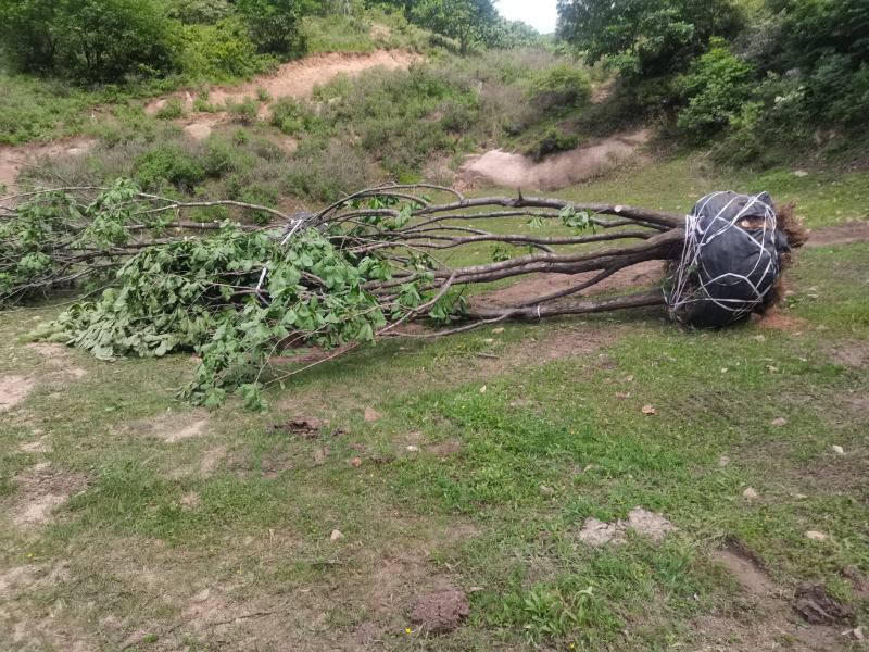 丛生蒙古栎，树形优美，基地供应，质量保证