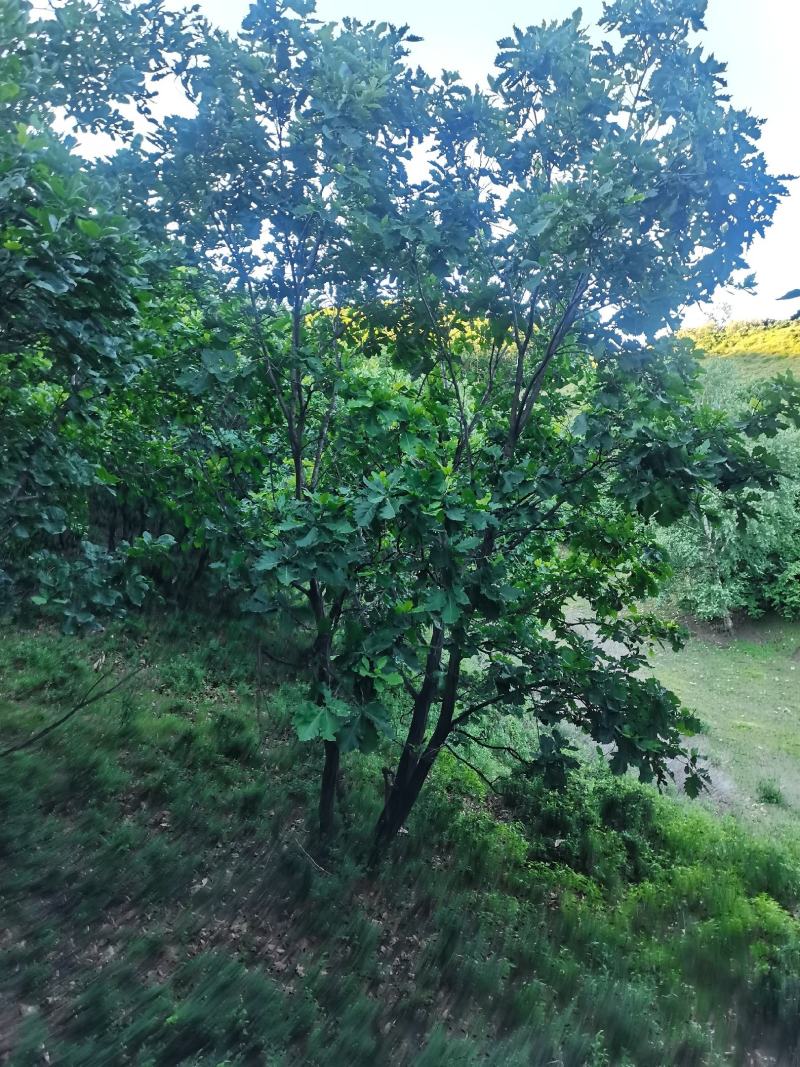 丛生蒙古栎，树形优美，基地供应，质量保证
