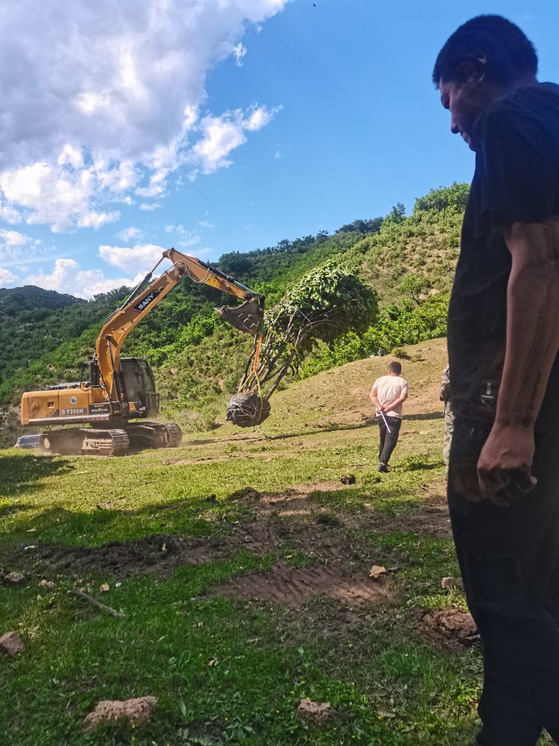 丛生蒙古栎，树形优美，基地供应，质量保证