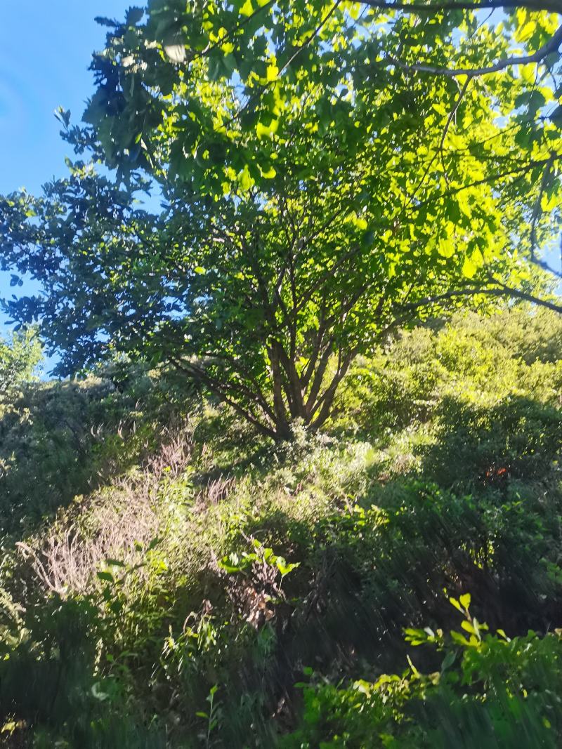 丛生蒙古栎，树形优美，基地供应，质量保证