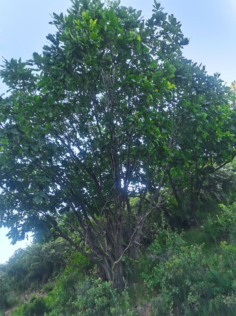 丛生蒙古栎，树形优美，基地供应，质量保证