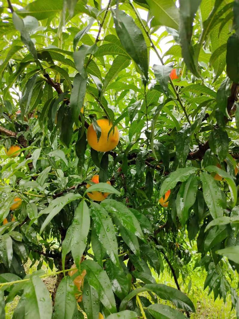 台州锦绣黄桃黄金桃已上上市可代发可批发当天发货
