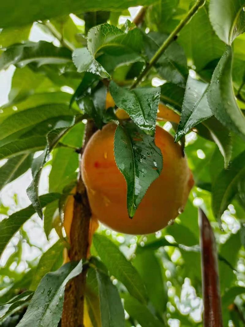 台州锦绣黄桃黄金桃已上上市可代发可批发当天发货