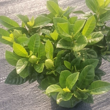 栀子花