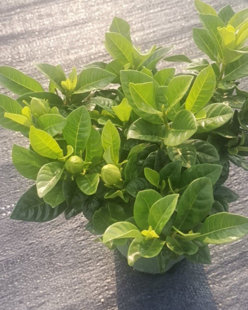 栀子花