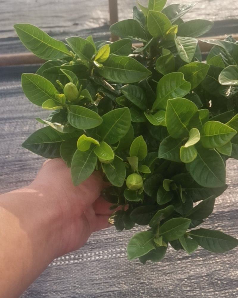 栀子花