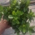 栀子花