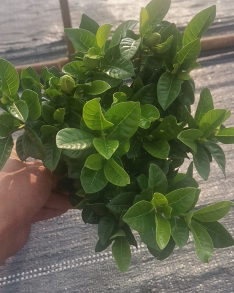 栀子花