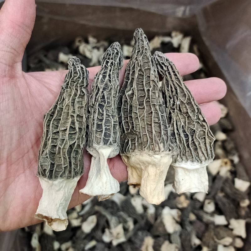 大号5-7cm羊肚菌食用菌剪柄大号云南厚肉羊肚菌高性价比