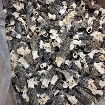 大号5-7cm羊肚菌食用菌剪柄大号云南厚肉羊肚菌高性价比