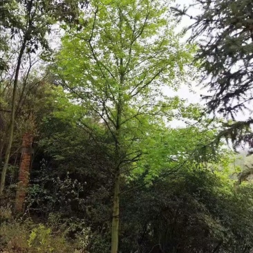 枫香不同规格江西枫香大量供应