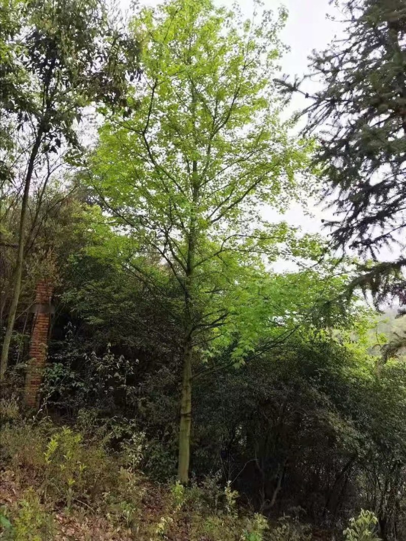枫香不同规格江西枫香大量供应