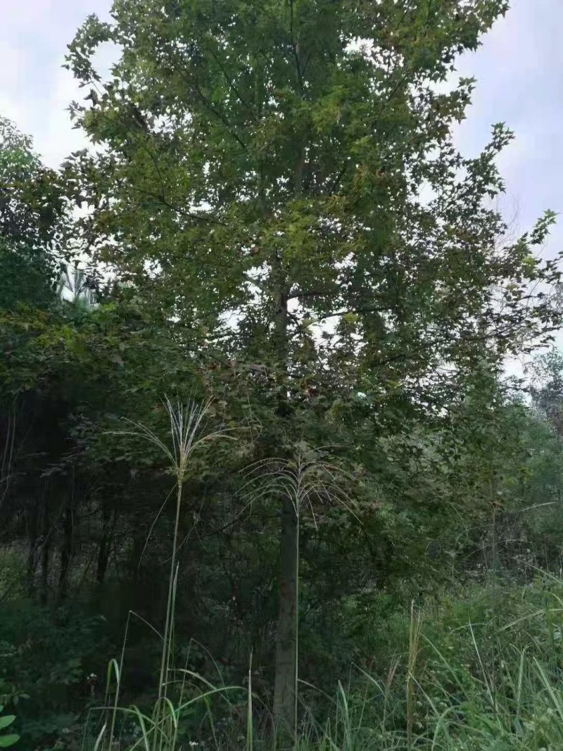 枫香不同规格江西枫香大量供应
