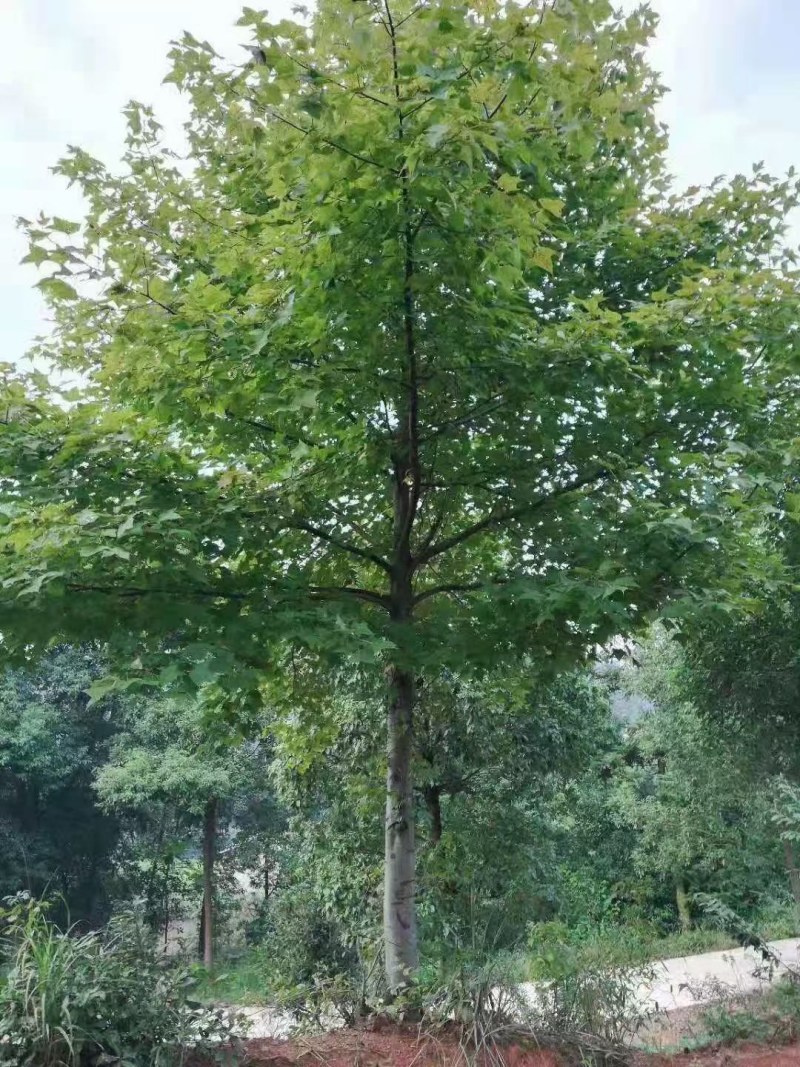 枫香不同规格江西枫香大量供应