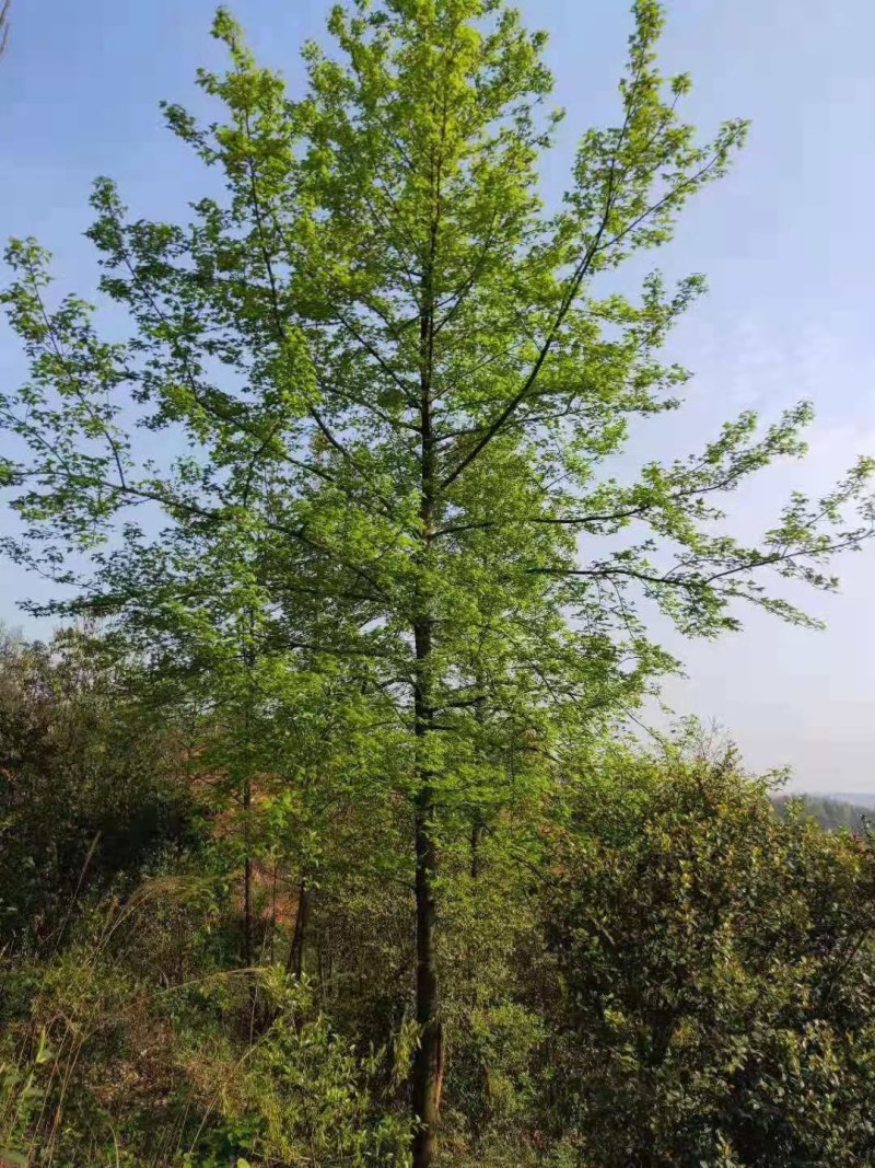 枫香不同规格江西枫香大量供应