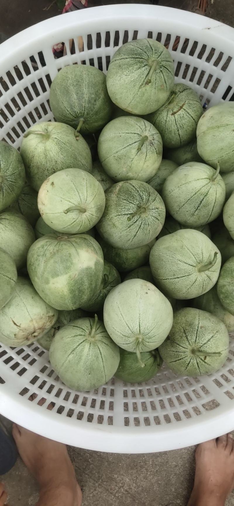 绿宝甜瓜，