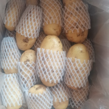 精品滕州箱装土豆精挑细选三两通天货，冷库土豆开始出库中