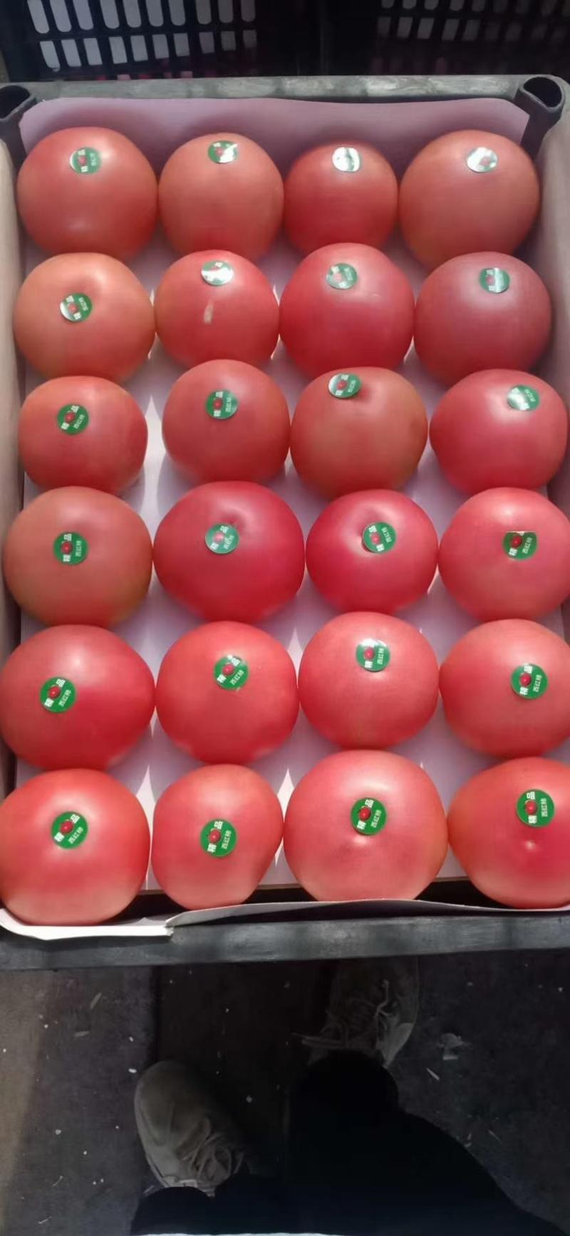 山东聊城万亩蔬菜基地大量供应硬粉西红柿弧三以上