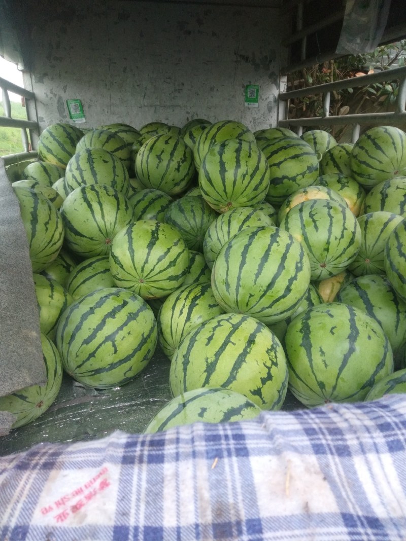 西瓜
