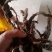 大别山野生石，菖蒲