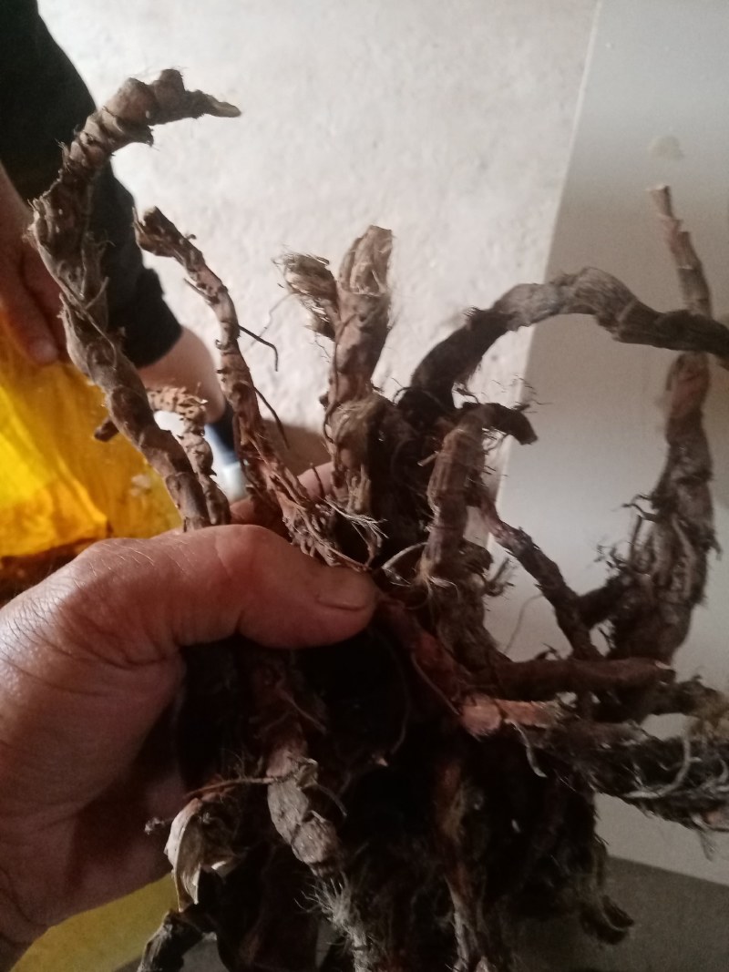大别山野生石，菖蒲