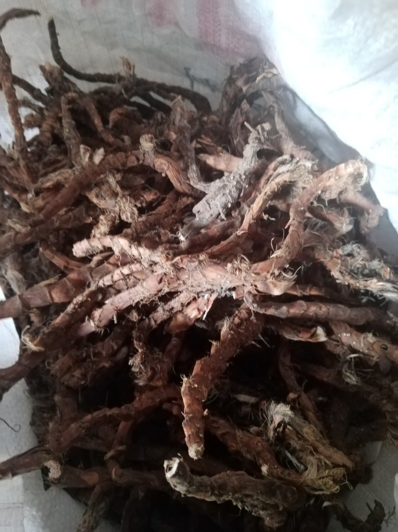 大别山野生石，菖蒲