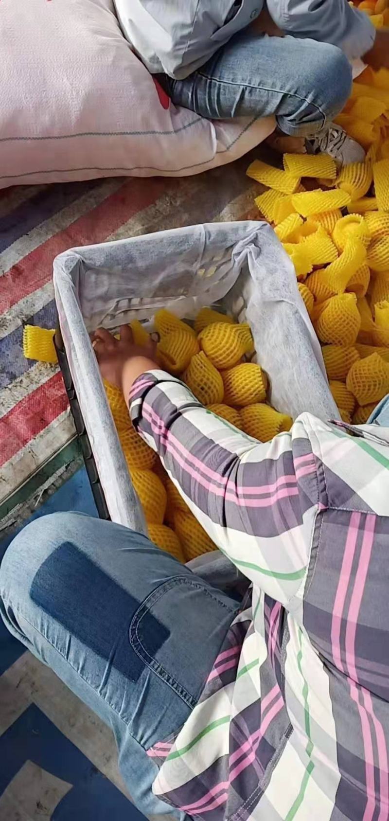 千亩黄桃！黄金蜜