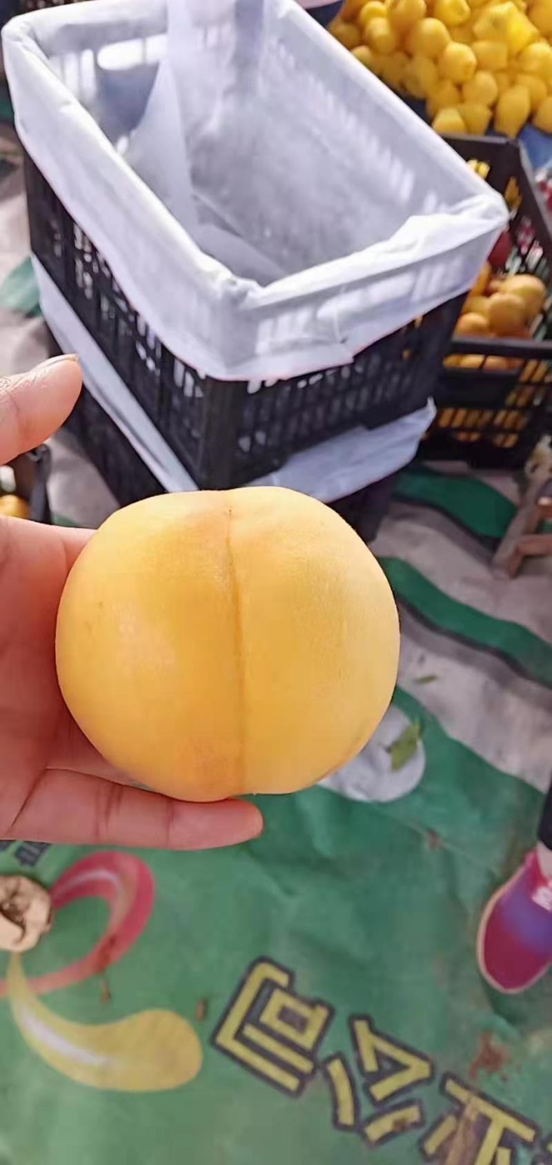 千亩黄桃！黄金蜜